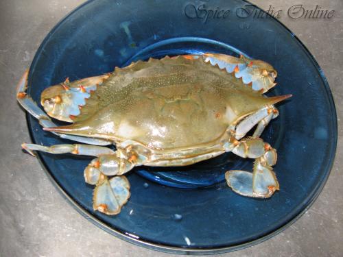 Live blue crab
