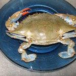 crab-004