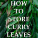 how to store curry leaves